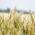 Increasing profitability in the organic agriculture sector